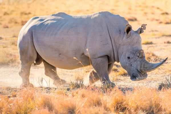 Types of rhinoceroses - White rhinoceros (Ceratotherium simum)