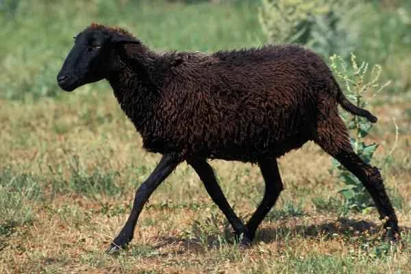 Tipos de ovejas - Oveja Karakul