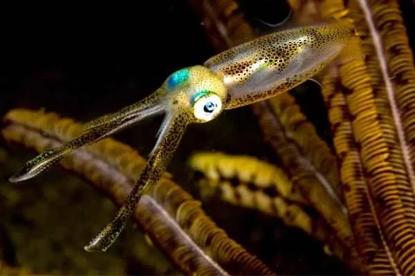 Squid species - Reef squid