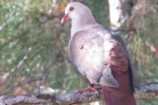Tipos de palomas - Paloma de mauricio