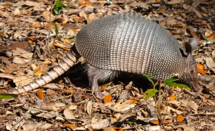 From ancient armor to internet-famous pets: 13 strange facts about armadillos
