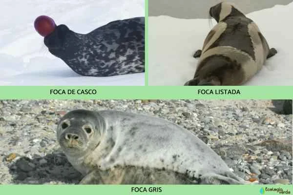 Seal species - Sealinae