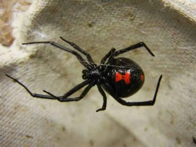 Top 10 most venomous spiders in China - those with a fear of spiders should proceed with caution!