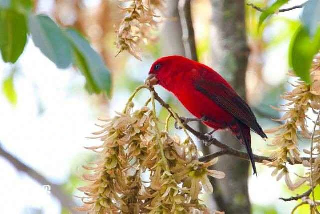 Ten species of red birds in my country, the ten most festive birds