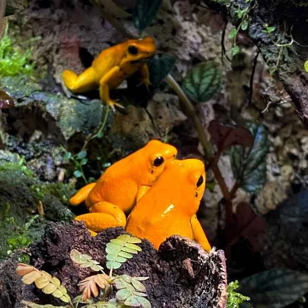 Poison dart frog (Phyllobates terribilis) – the world's most poisonous poison.