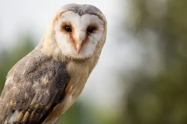 Detailed Explanation of the Barn Owl (Lechuza común / Barn Owl, Tyto alba): Appearance, Habitat, Diet, Reproduction, and Conservation Status