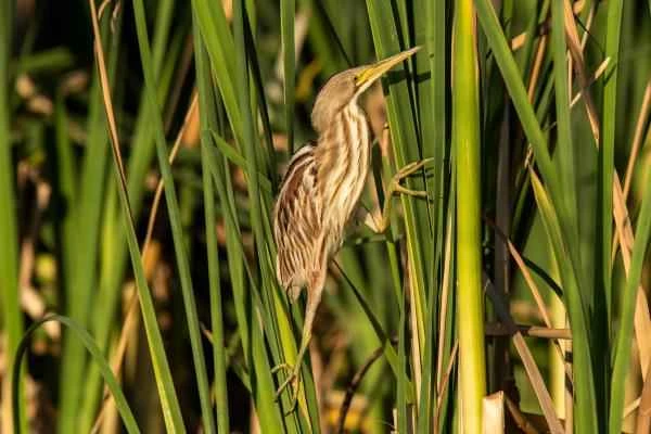 Grey heron species - Striped Grey Heron