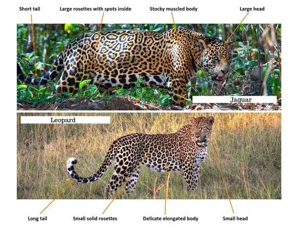 Jaguar vs. Leopard: Distinguishing Between Them