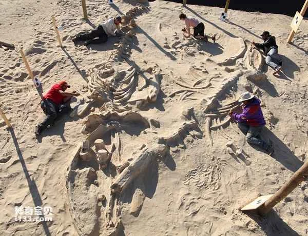 Paleontologists discover fossils of a mass stranding of marine mammals