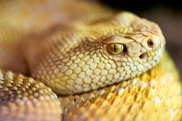 Animals possess four senses that humans do not have.