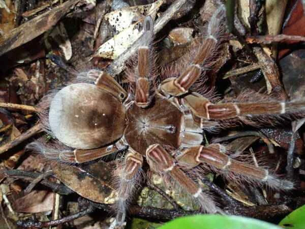 The world's top ten spiders, to be honest, they're a little scary.