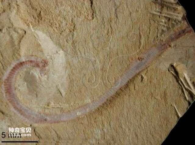 Characteristics of worms