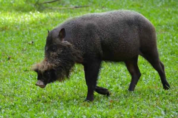 Wild Boar Species - Palawan Bearded Wild Boar