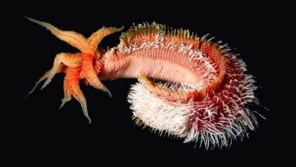 Top 10 Mysterious Animals of the Ocean