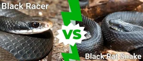 A Comparison of Black Snakes and Black Rat Snakes: A Comprehensive Guide