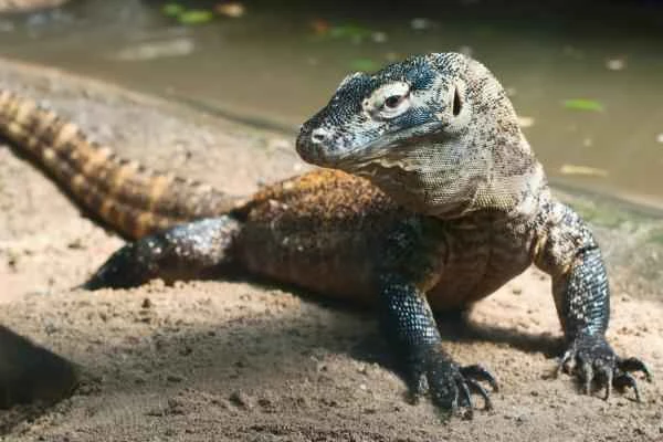 Types of Lizards - Komodo Dragon