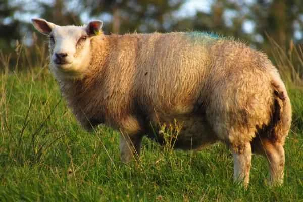 Tipos de ovejas - Oveja Cheviot