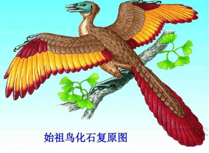 Fossil sites and physical characteristics of Archaeopteryx