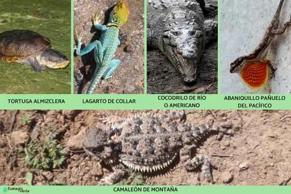 Mexican reptiles -