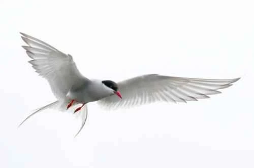 What kinds of animals migrate? Unveiling the "travelers" of nature.