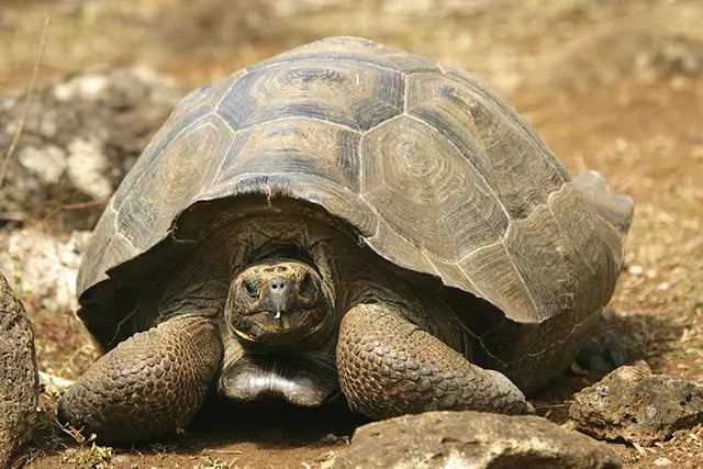 Galapagos tortoise 加拉帕戈斯象龟