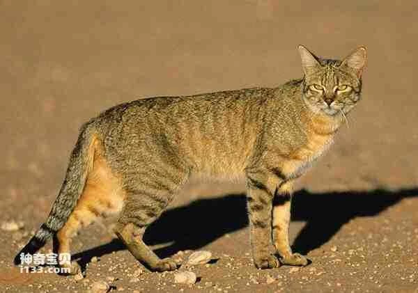 The origin and evolutionary history of cats