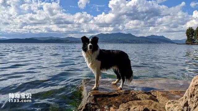 What are the top ten smartest dog breeds?