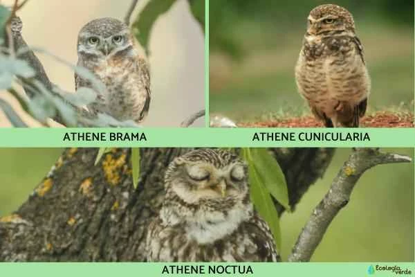 Owl species - Athena genus