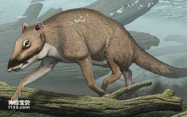 The evolution of whales (long-legged whales)