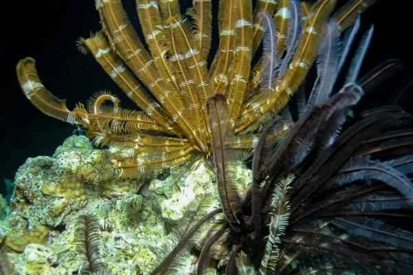 Lirios de mar: qué son, características, hábitat and ejemplos - Reproduccion of lirios de mar