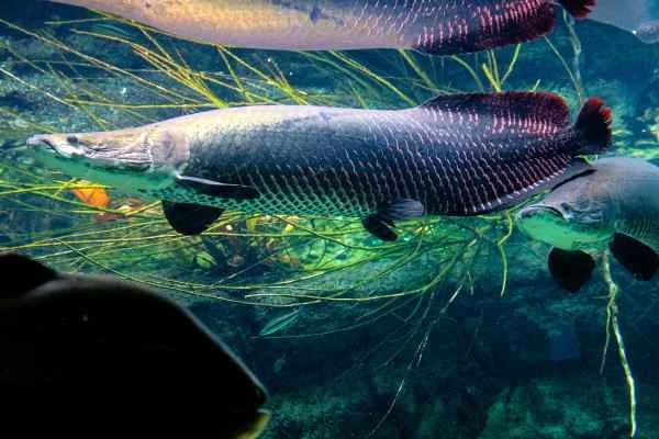 Carnivorous fish: What are they and examples - Arapaima gigas