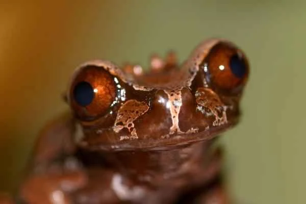 Animales en peligro de extinción en Puebla - Rana de corona (Triprion spinosus)