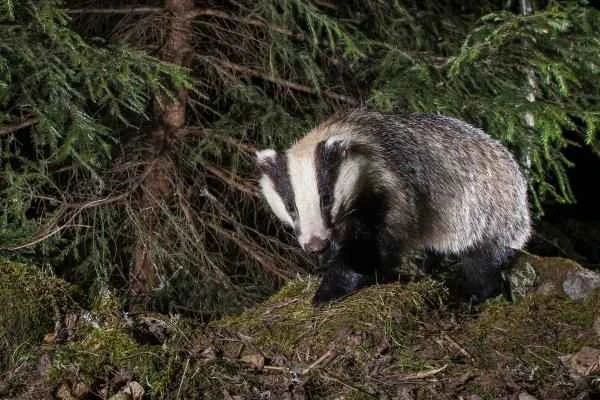 Mustelids: What are they and examples - Badgers (Meles meles)