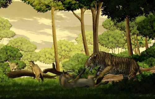 The discovery and evolution of the saber-toothed tiger