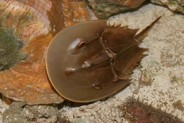 Animales con espinas - Cangrejo cacerola atlántico (Limulus polyphemus)