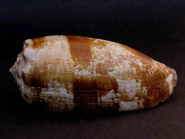 2023110512726681.jpeg 2(1).jpeg