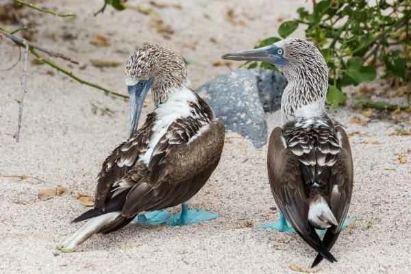 Piquero de patas azules: Características, dónde vive y alimentación - Reproduccion del piquero de patas azules