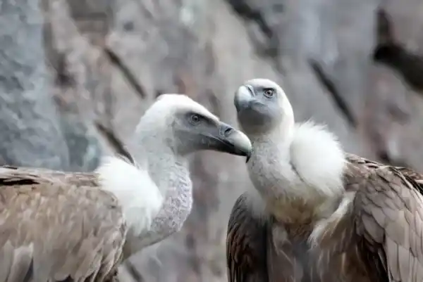 2025072818039251.webp 2.webp