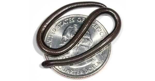 The 10 smallest snakes in the world: wondrous creatures of the miniature snake world
