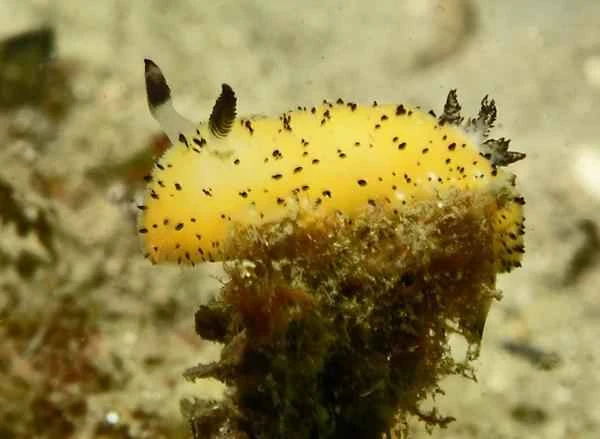 Conejo de mar: Quées, características y reproducción - Done vive el conejo de mar