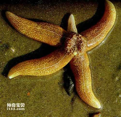 What is life? A complete guide to the classification of living organisms.