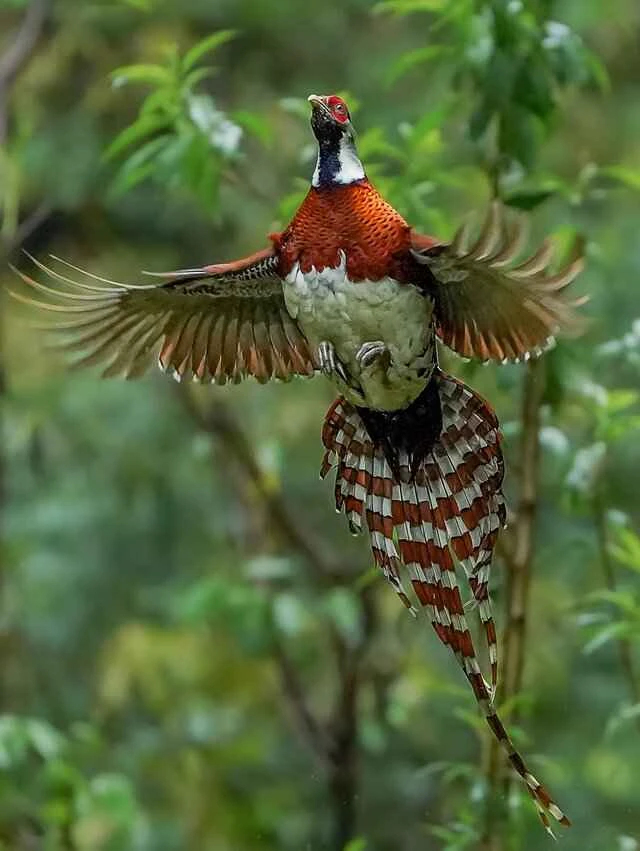 White-necked Long-tailed Pheasant 白颈长尾雉
