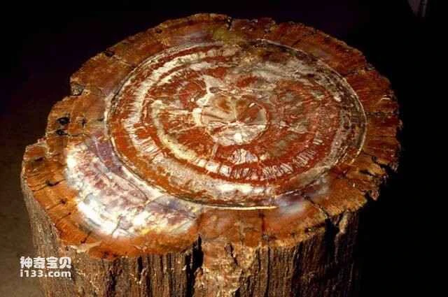 petrified tree trunk 石化树干