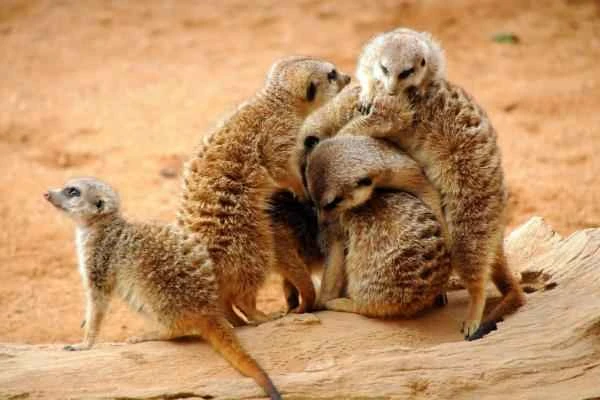Depredadores of serpientes - Suricata (Suricata suricata)