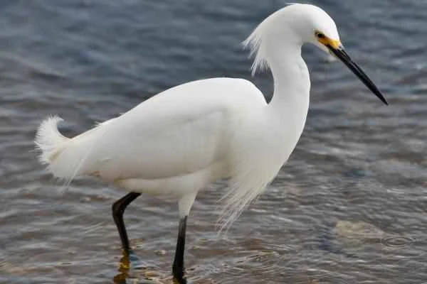 Grey heron species - Little egret