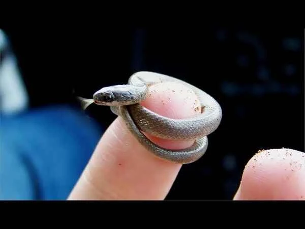 Barbados thread snake and Barami blind snake: A comparative study