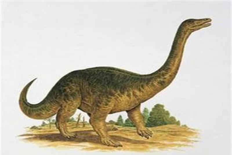 What kinds of dinosaurs walked on four legs?