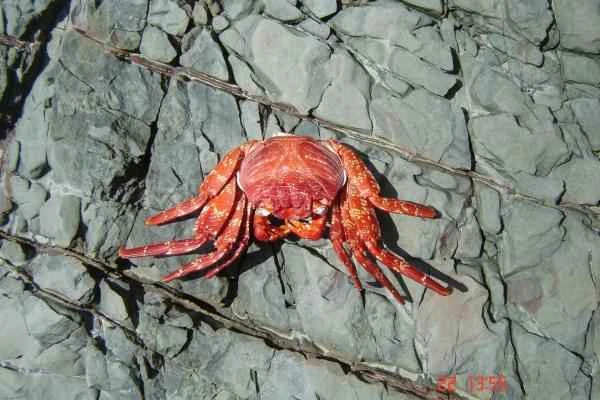 Animales con exoesqueleto - Crustáceos (Crustacea)