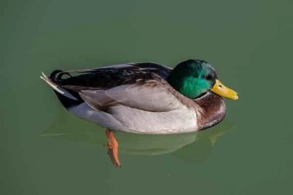Types of ducks - Mallard