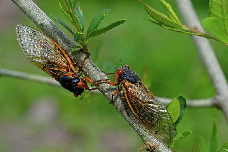 The entire process of cicada reproduction: a scientific analysis from mating to hatching.